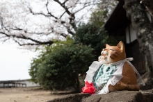 境内のネコたちと一緒にお花見をお楽しみください