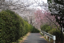 シトラスパーク2