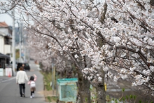 今日の桜土手の風景です