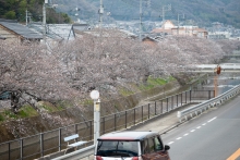 全体的にはおよそ3分咲きといったところでしょうか