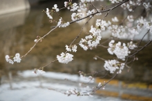 川のせせらぎと桜をお楽しみください