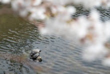 亀が甲羅干ししていました