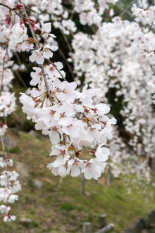 グラウンド横のシダレザクラ