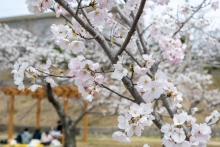 淡いピンク色がキレイな神代桜の孫桜