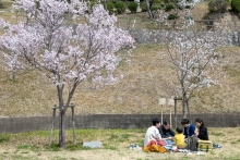 柔らかい日差しの中家族でお花見