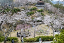 ソメイヨシノは七分咲です。