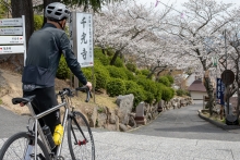 開花状況を確認中のサイクリスト