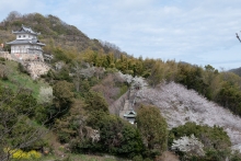水軍城と斜面のさくら