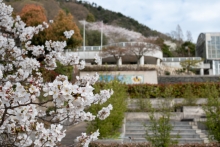フラワーセンターの桜も満開です