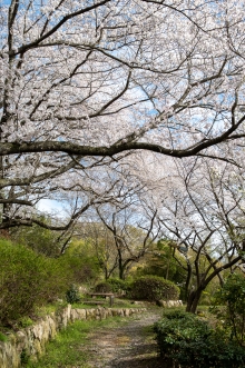 フラワーセンター後ろの百華園の様子