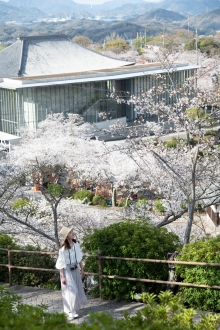 満開を迎えた千光寺公園