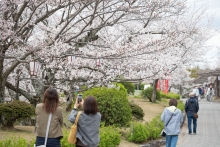 花見のお客さんで賑わっています