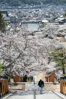 参道に咲き誇る桜たち