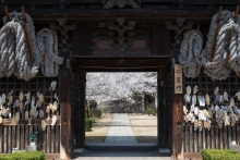 仁王門越しに見る桜