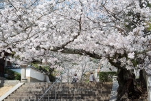 桜の屋根ができていました