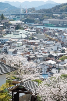 今だけの春風景をお楽しみください
