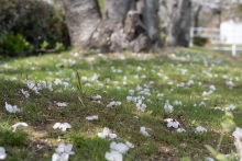 鳥がつついたのか、キレイなさくらの絨毯となっていました
