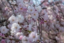 少し色の濃いシダレザクラが見ごろをむかえています