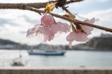 並木の西側には開花が始まったばかりの大漁桜があります