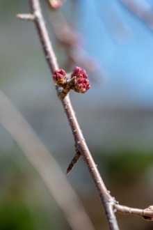 シダレザクラは間もなく開花がはじまります