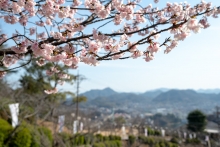 満開のカワヅザクラ