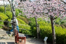 満開のカワヅザクラ