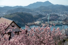 散り始めたカンザクラ