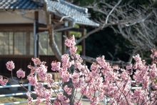 散り始めたカンザクラ