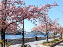 河津桜は間もなく見納めです