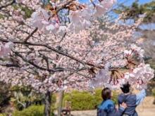 河津桜は満開です