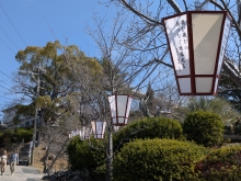 俳句のぼんぼりは桜にぴったりです