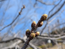 ソメイヨシノのつぼみが丸くなってきました